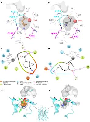 Molecular Determinants and Pharmacological Analysis for a Class of Competitive Non-transported Bicyclic Inhibitors of the Betaine/GABA Transporter BGT1